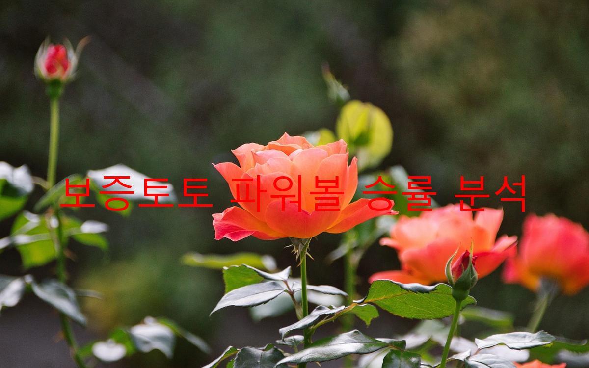 보증토토 파워볼 승률 분석