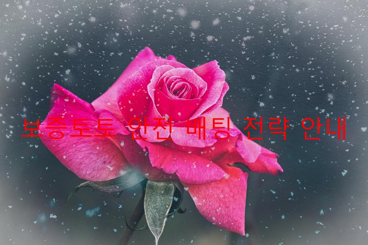 보증토토 안전 배팅 전략 안내