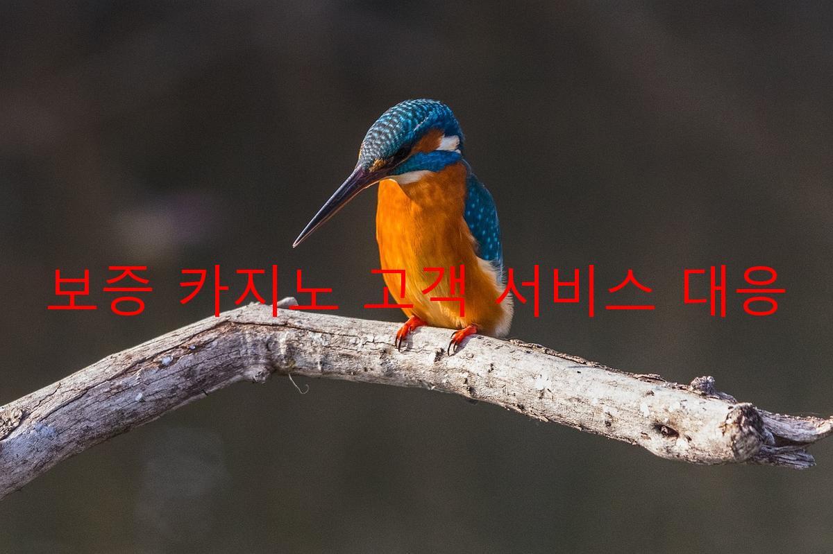 보증 카지노 고객 서비스 대응