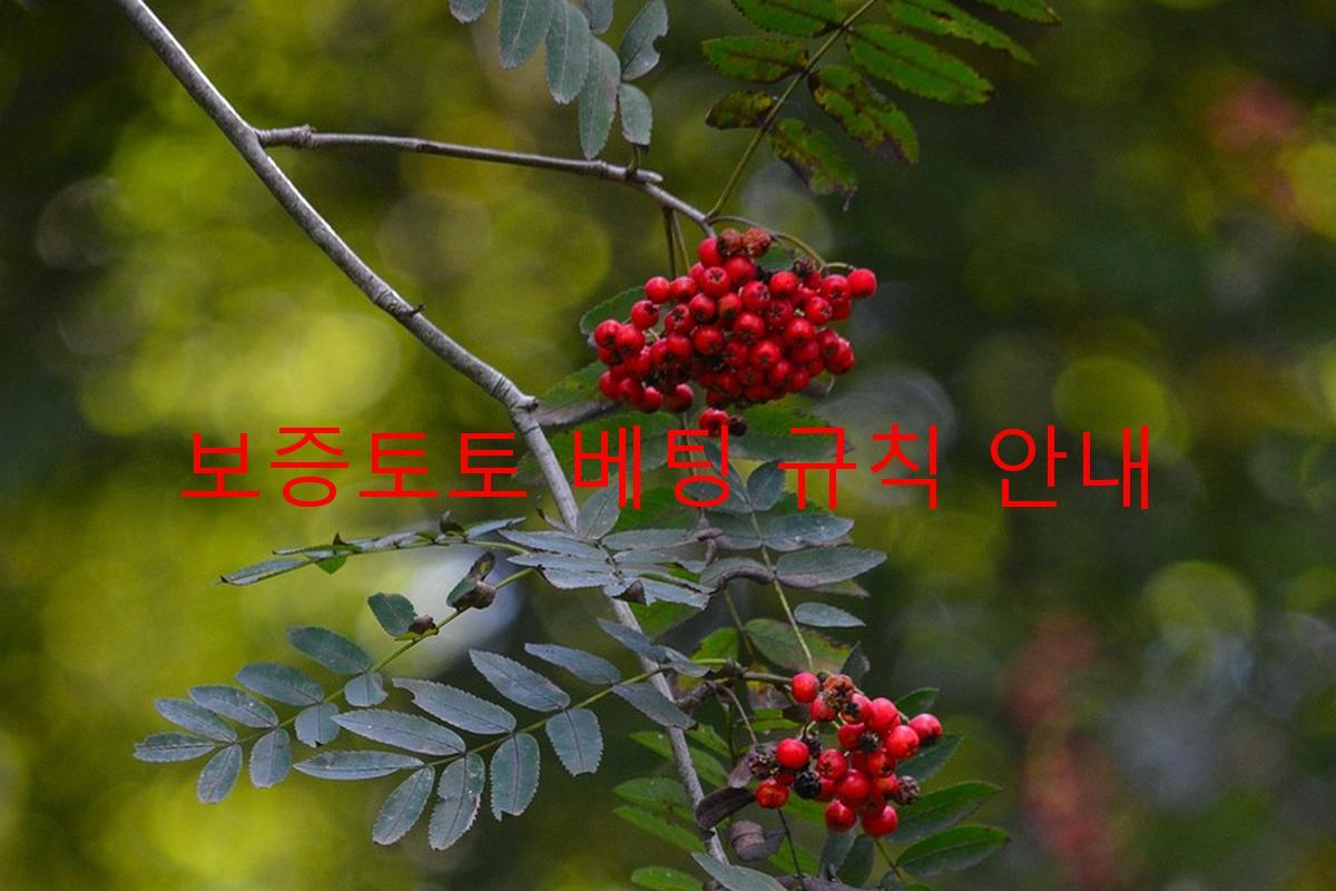 보증토토 베팅 규칙 안내