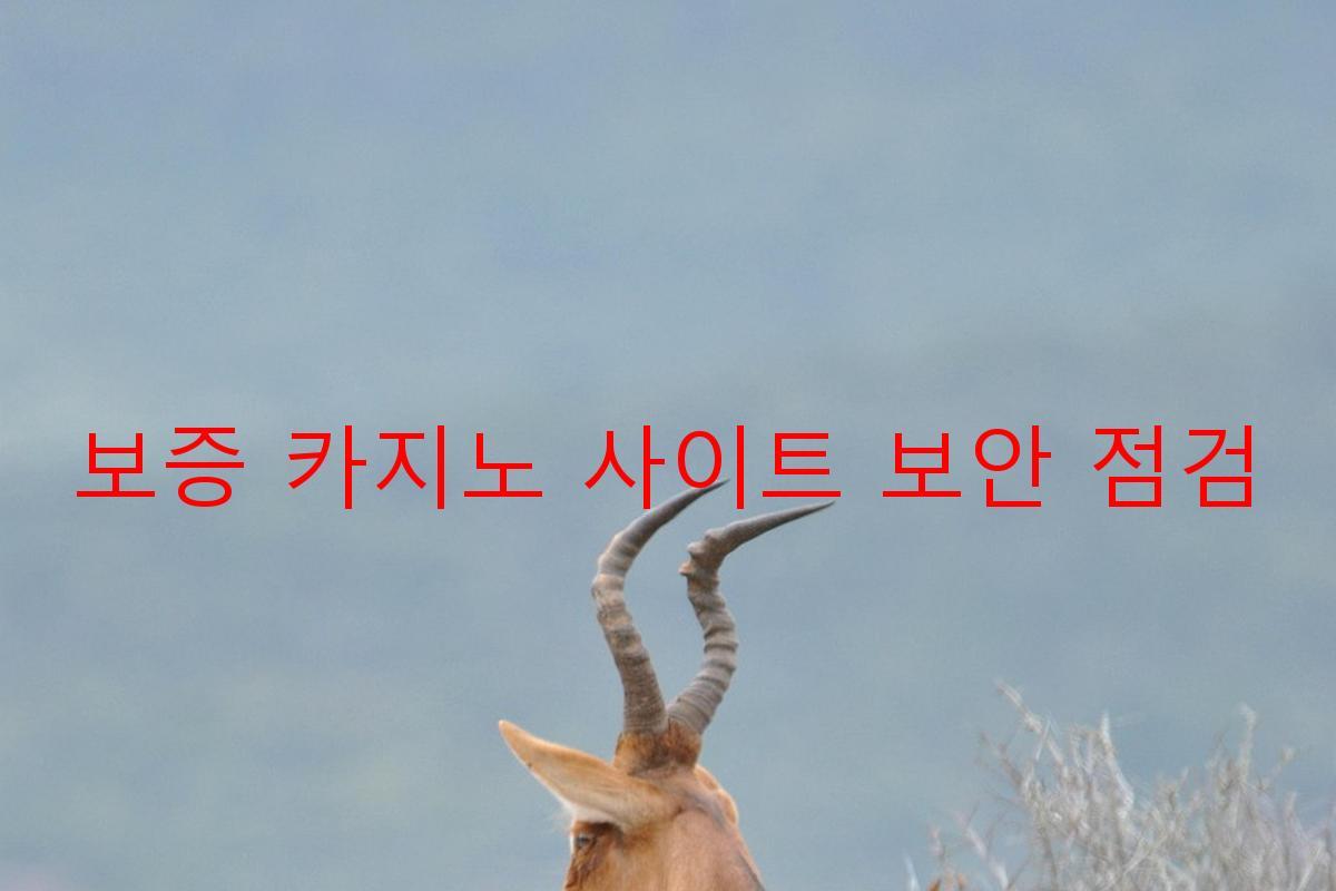 보증 카지노 사이트 보안 점검