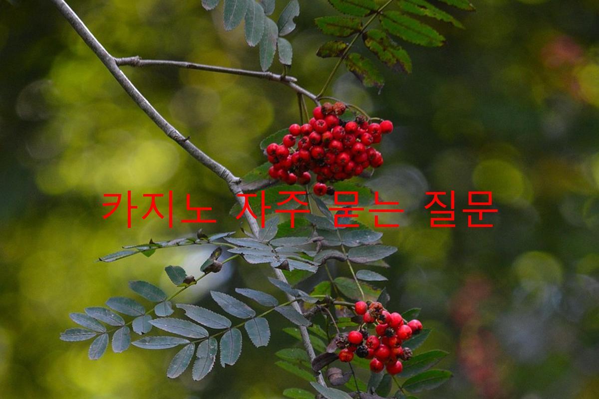 카지노 자주 묻는 질문