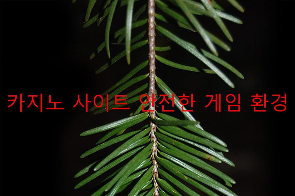 보증 카지노 사이트 안전한 게임 환경 제공