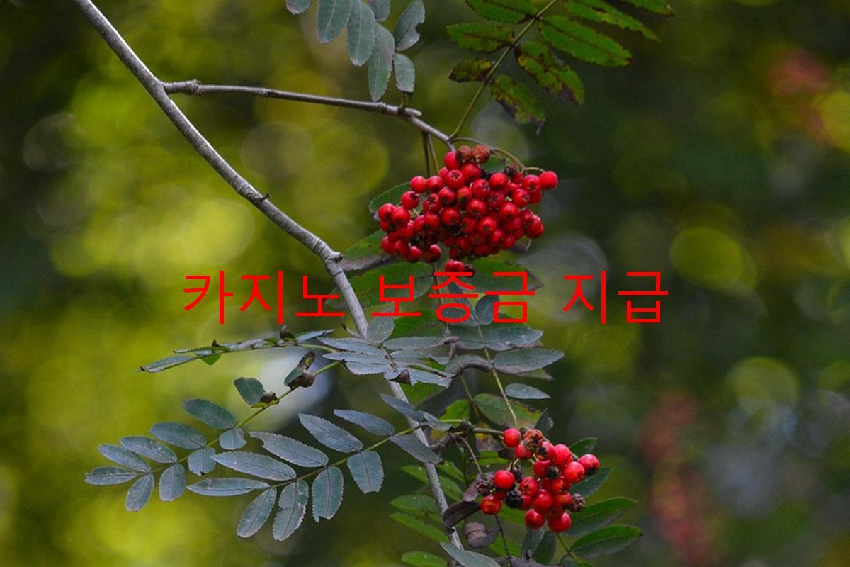 카지노 보증금 지급