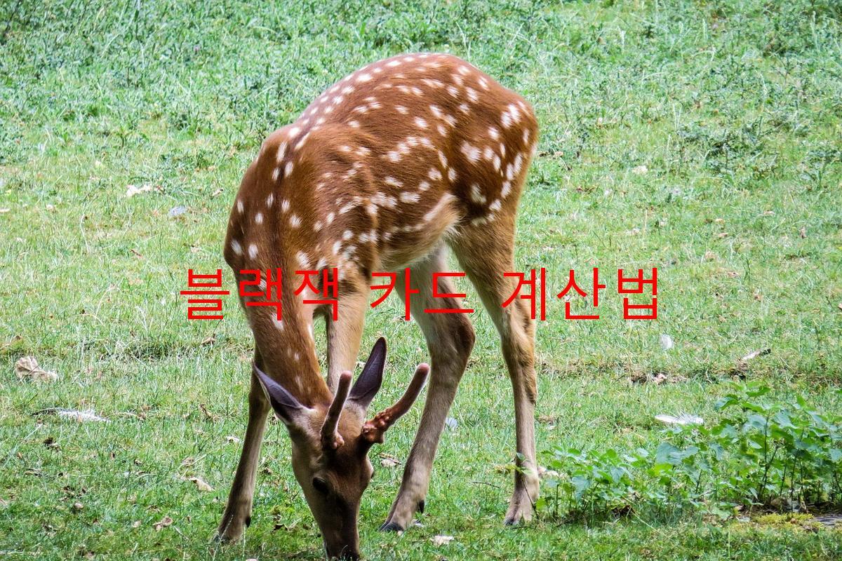 블랙잭 카드 계산법