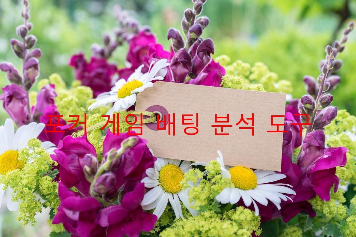 포커 게임 배팅 분석 도구