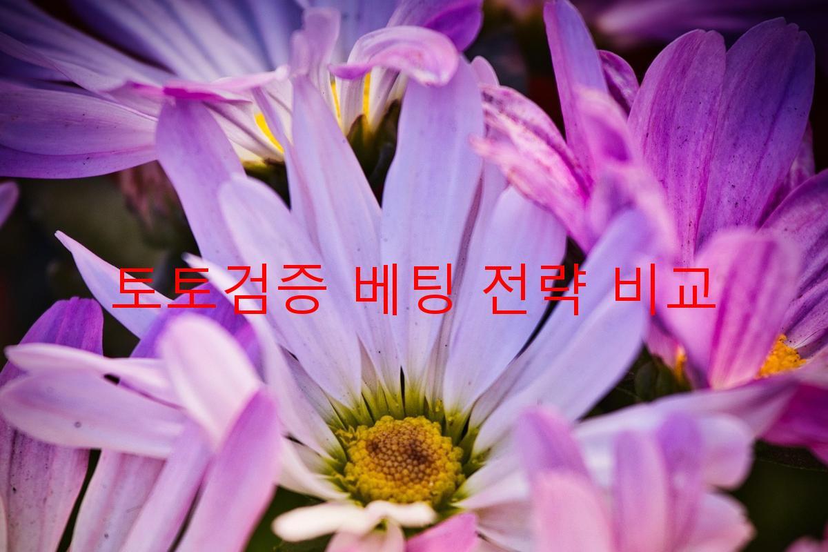 토토검증 베팅 전략 비교