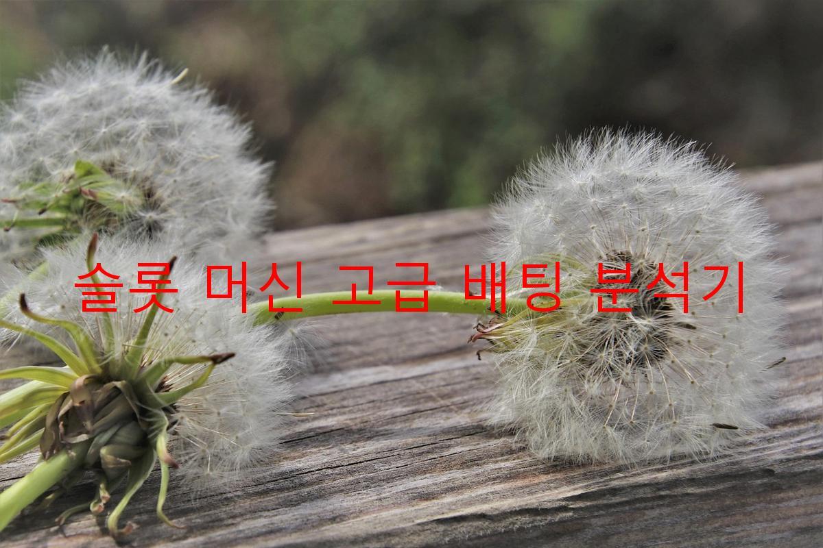 슬롯 머신 고급 배팅 분석기