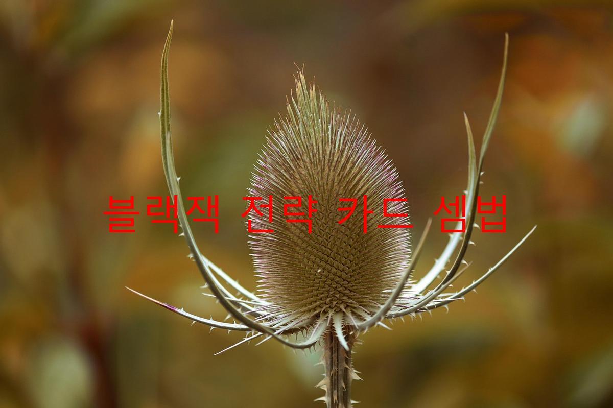 블랙잭 전략 카드 셈법