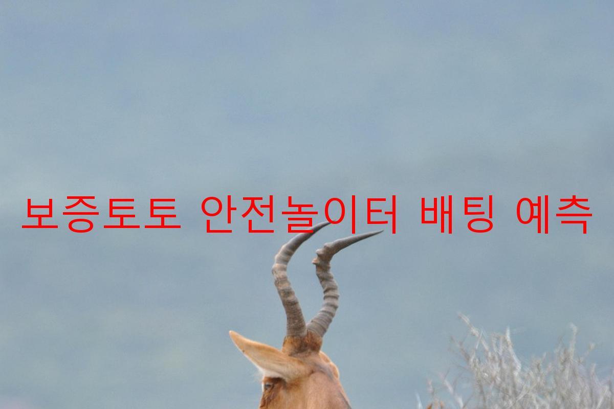 보증토토 안전놀이터 배팅 예측