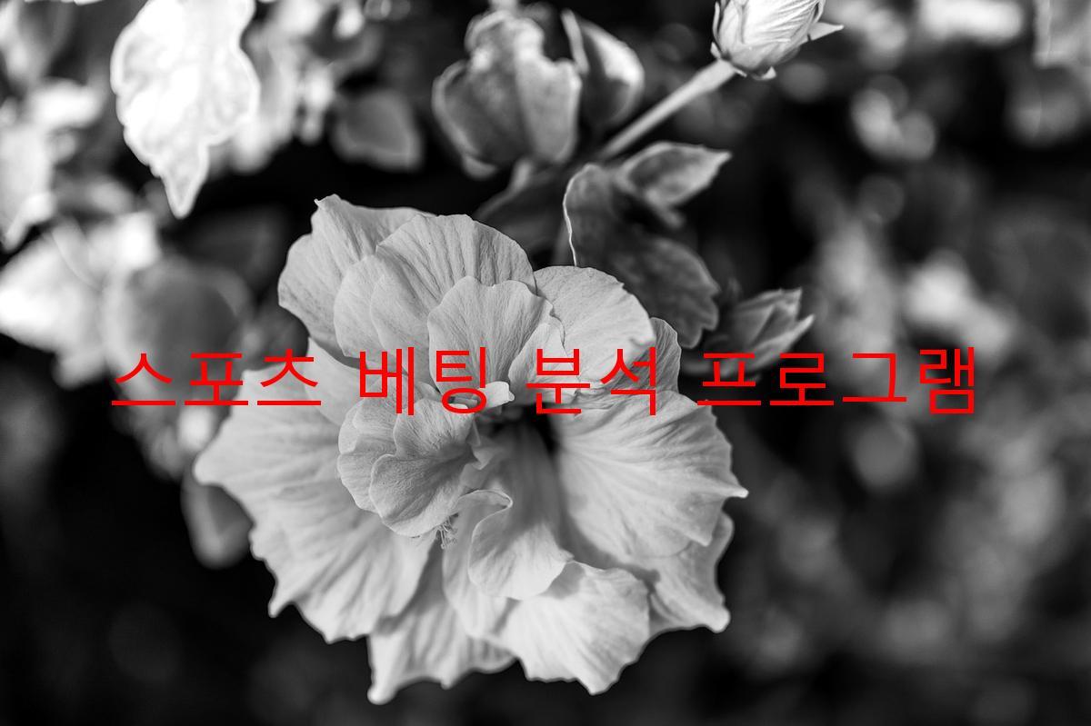 스포츠 베팅 분석 프로그램