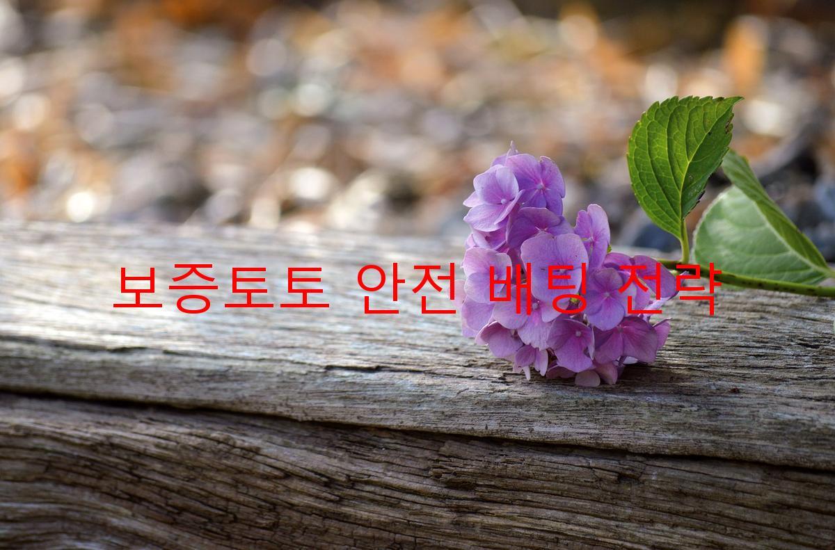 보증토토 안전 배팅 전략