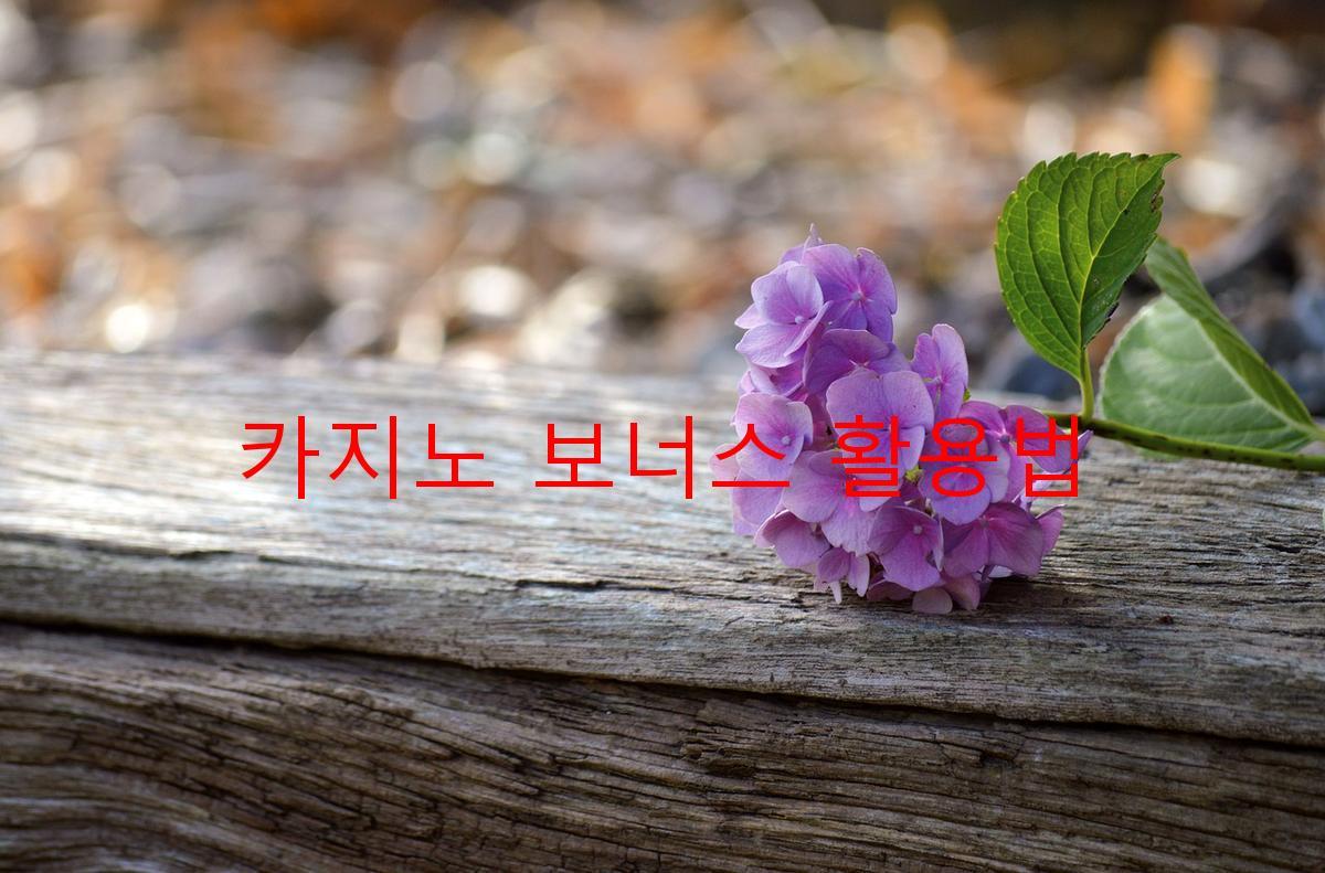 카지노 보너스 활용법