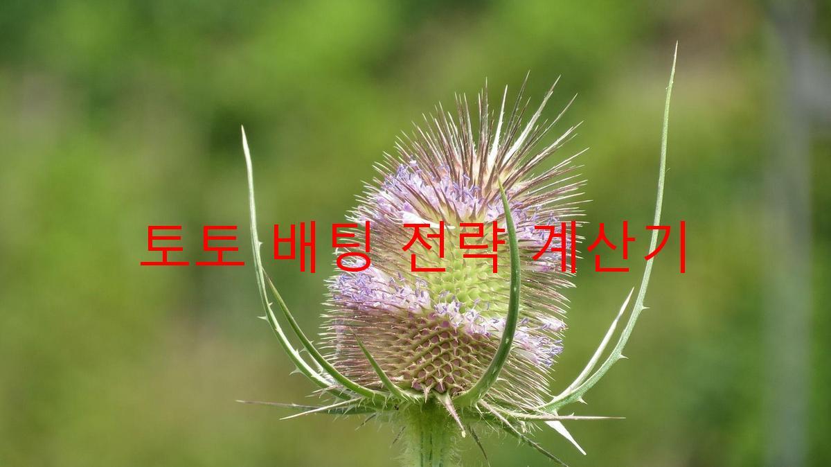 토토 배팅 전략 계산기