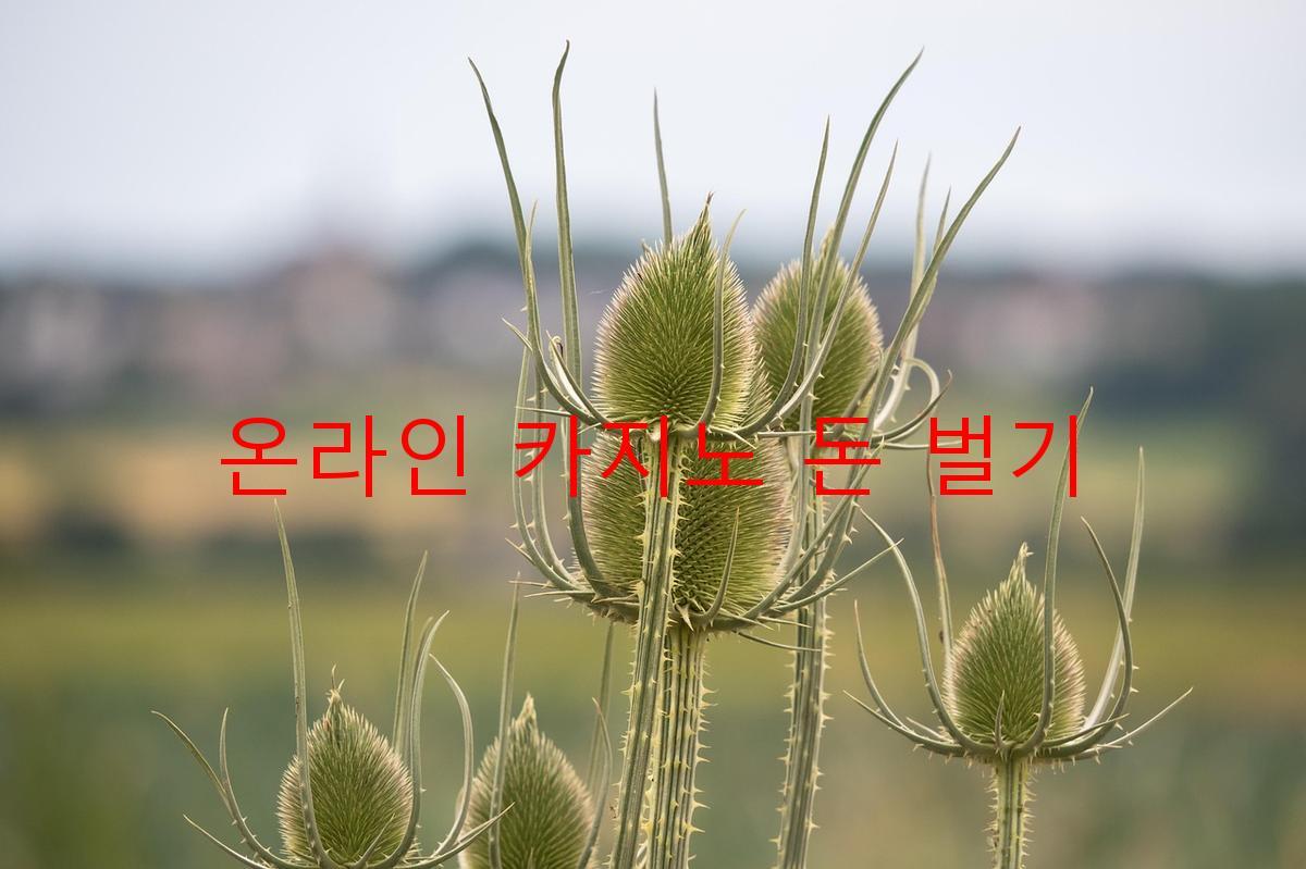 온라인 카지노 돈 벌기