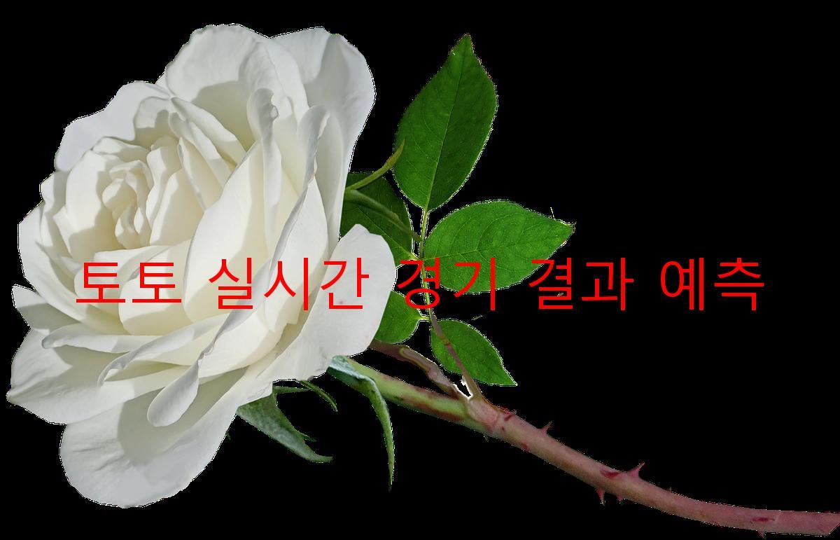 토토 실시간 경기 결과 예측