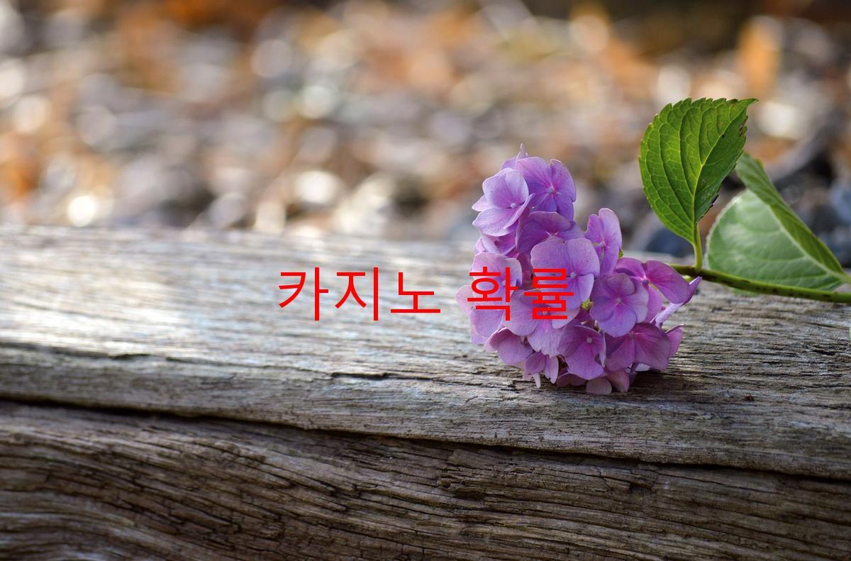 카지노 확률