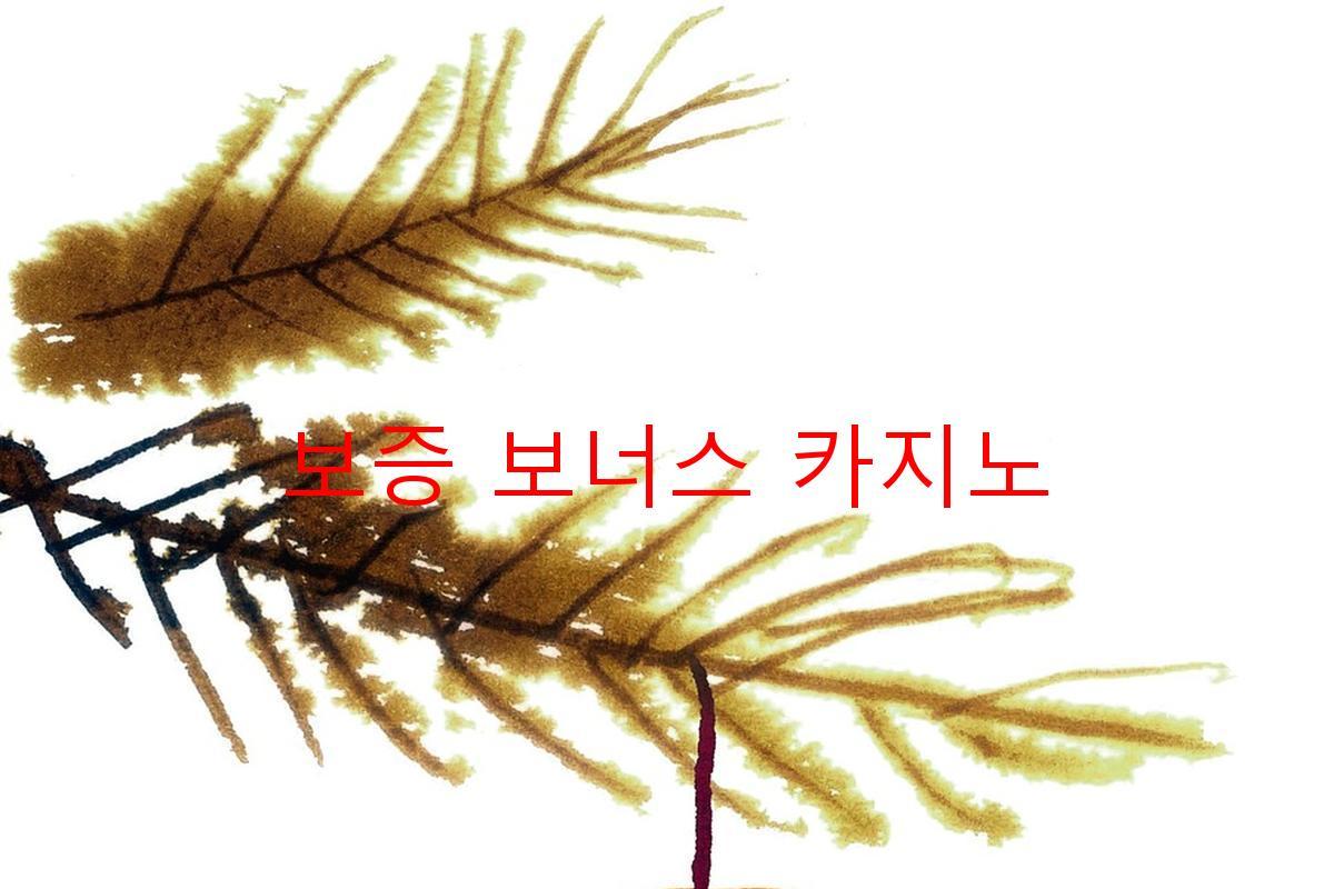 보증 보너스 카지노