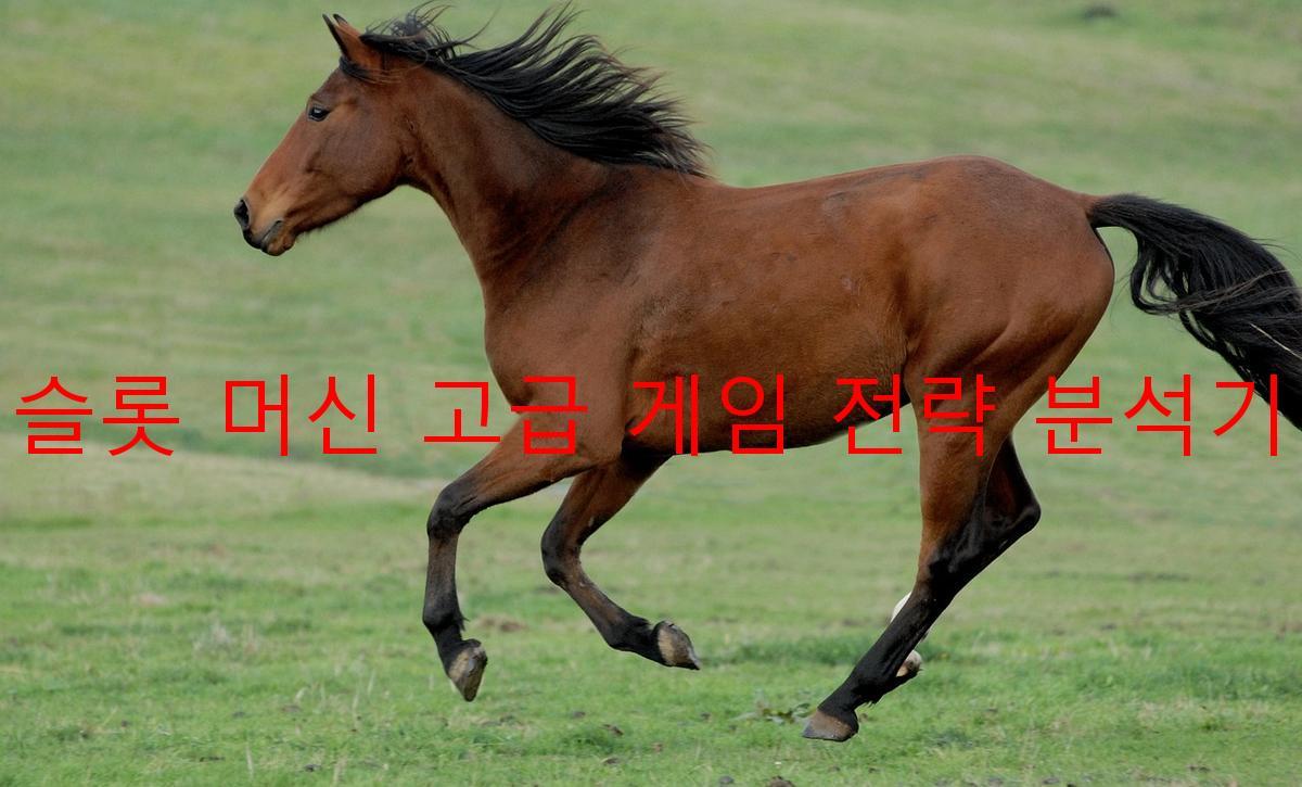 슬롯 머신 고급 게임 전략 분석기