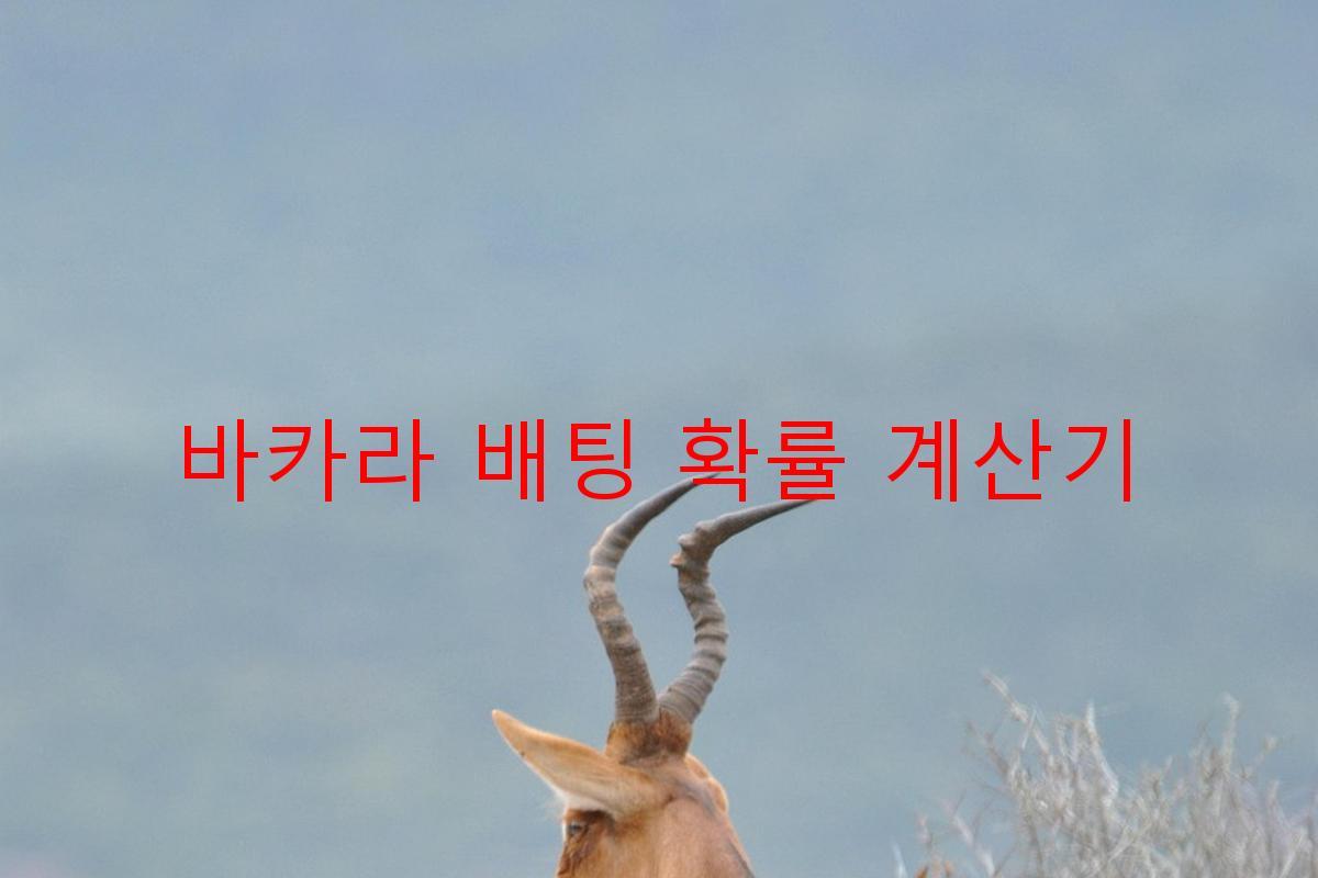 바카라 배팅 확률 계산기