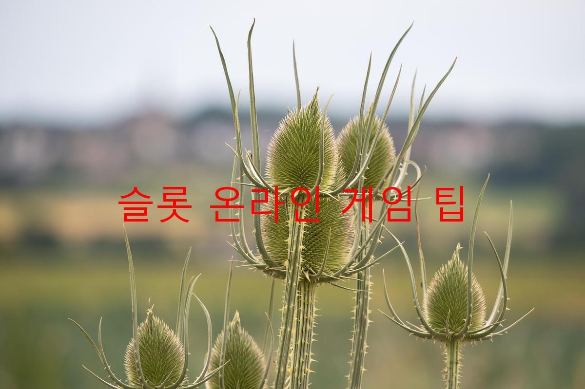 슬롯 온라인 게임 팁