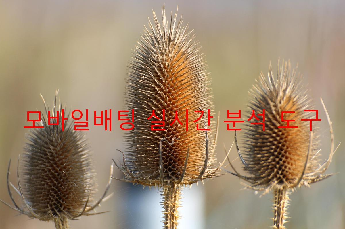 모바일배팅 실시간 분석 도구