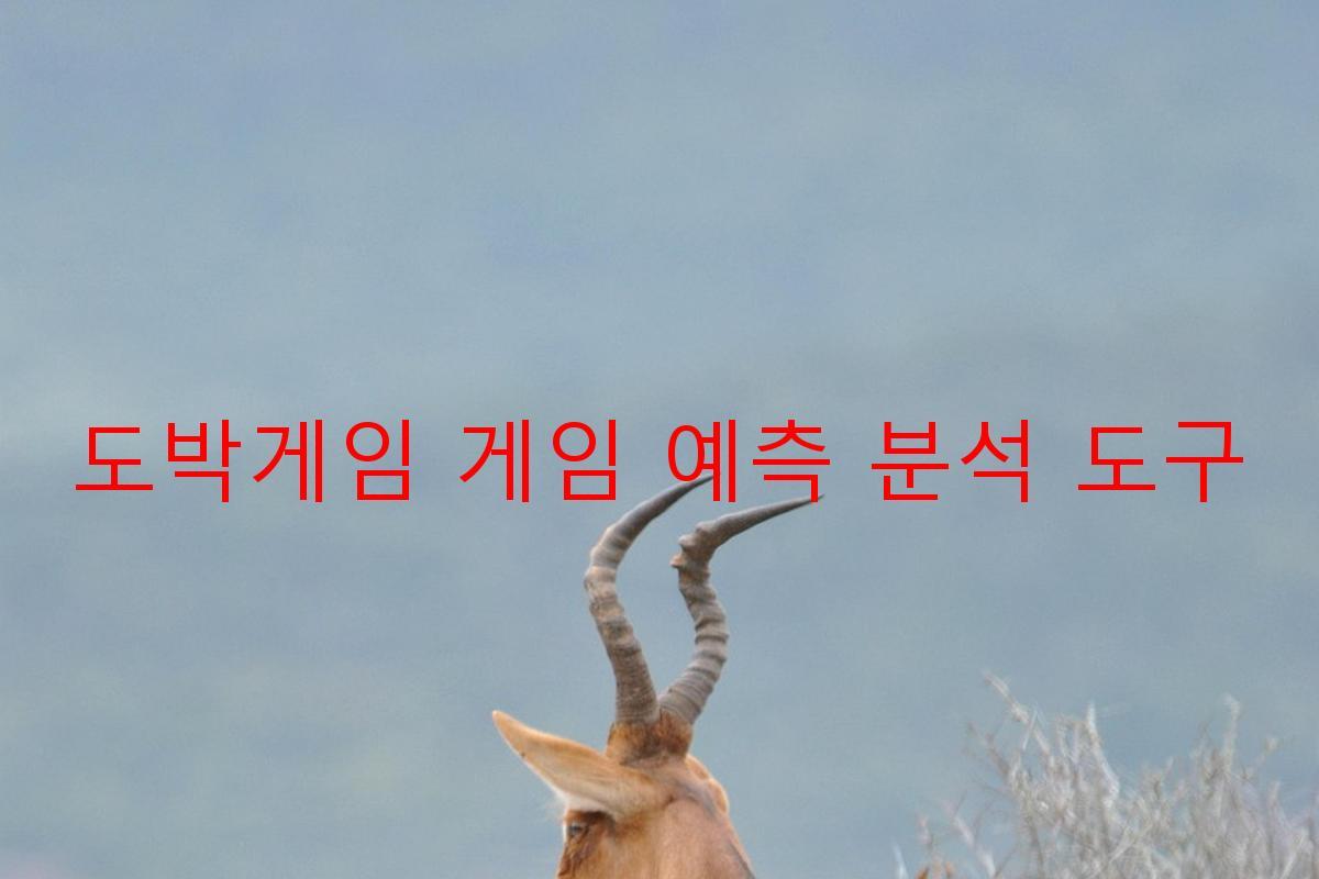 도박게임 게임 예측 분석 도구