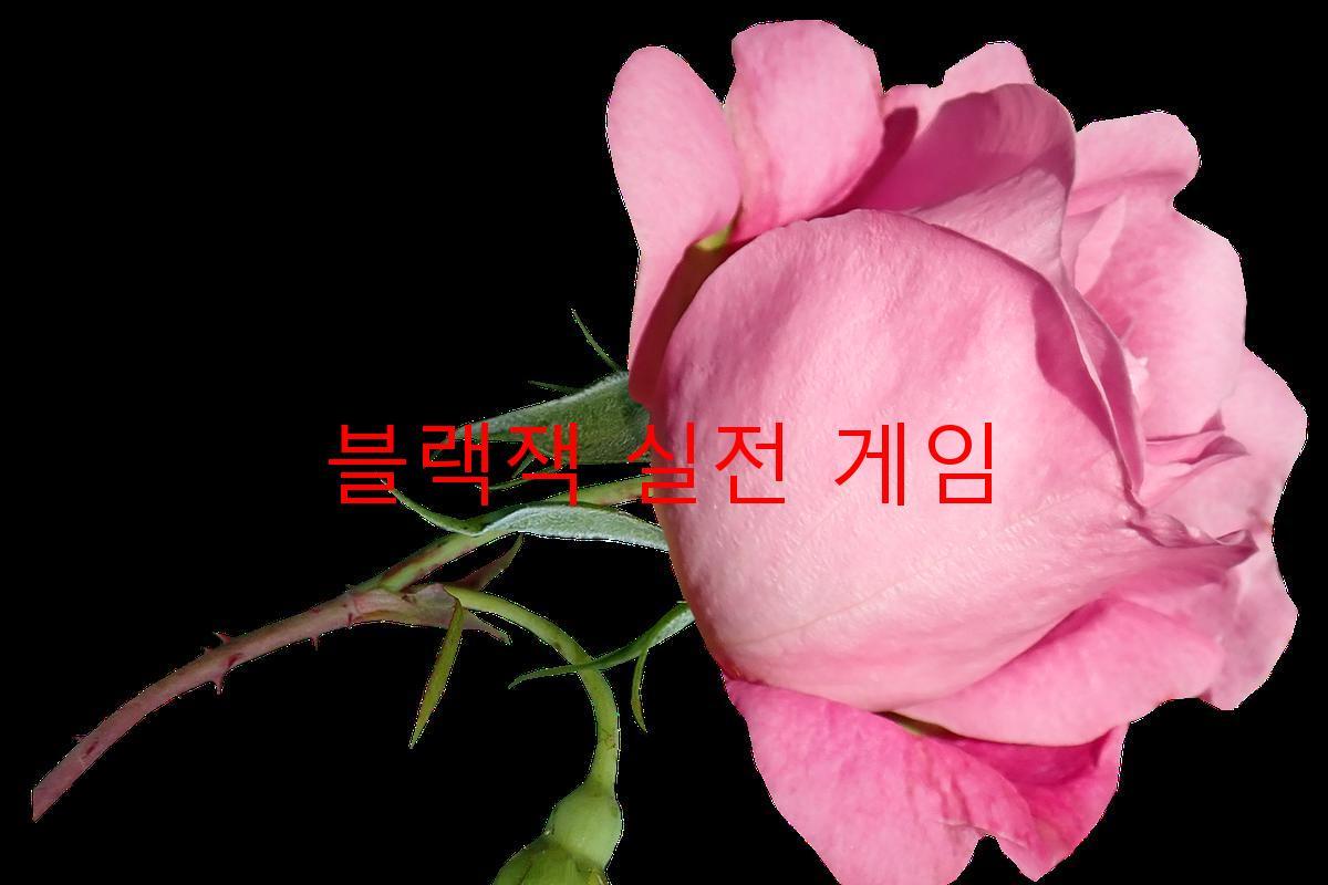 블랙잭 실전 게임