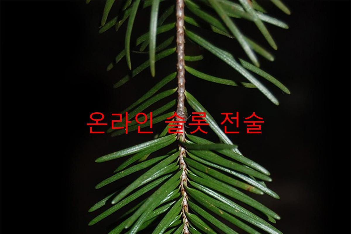 온라인 슬롯 전술