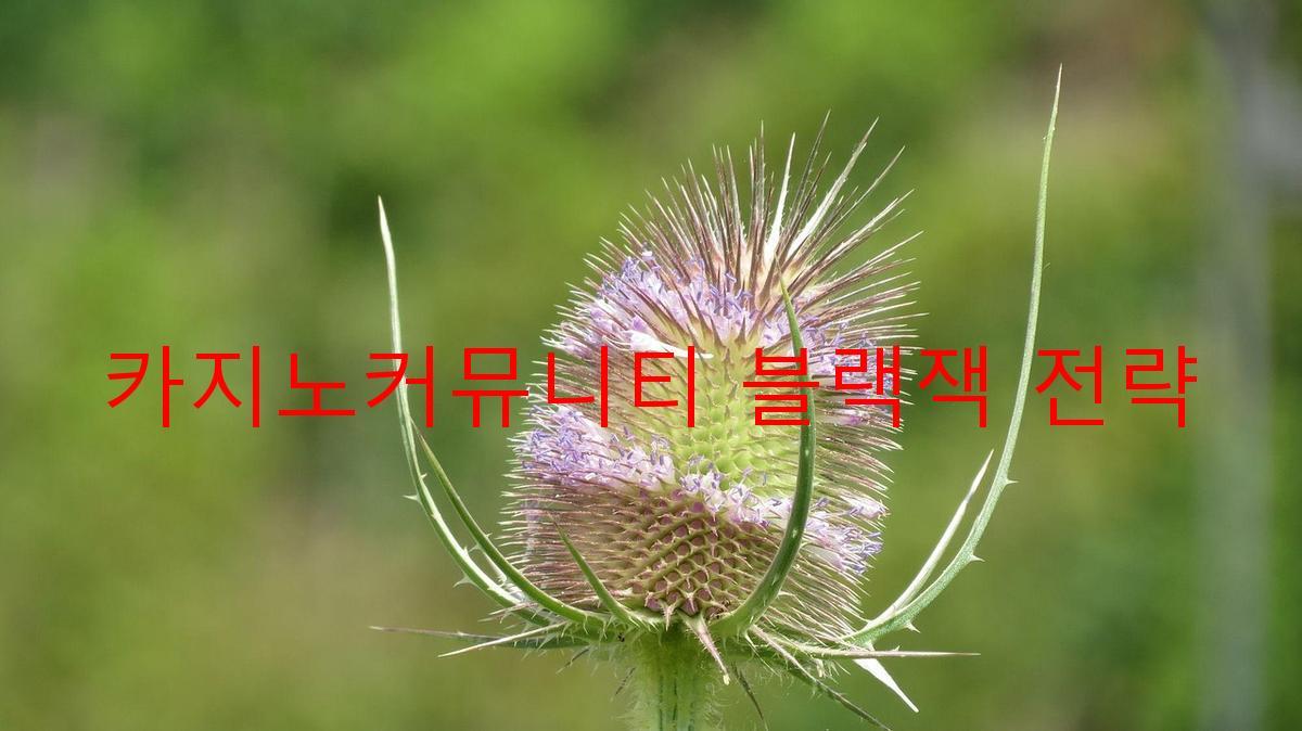 카지노커뮤니티 블랙잭 전략