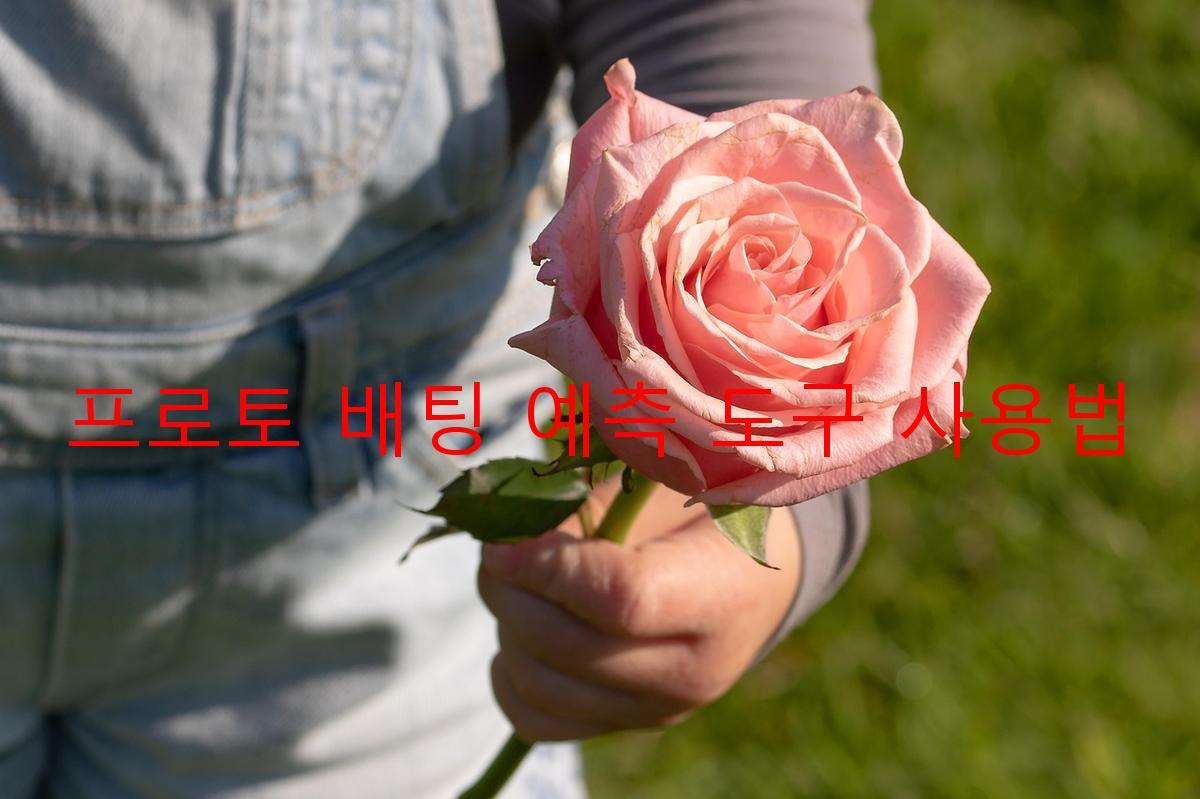 프로토 배팅 예측 도구 사용법