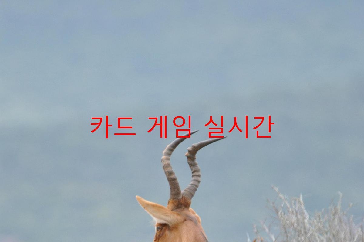 카드 게임 실시간