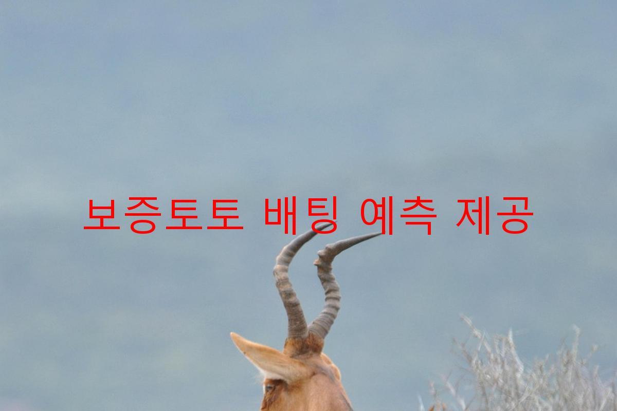 보증토토 배팅 예측 제공