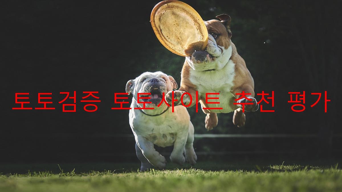 토토검증 토토사이트 추천 평가