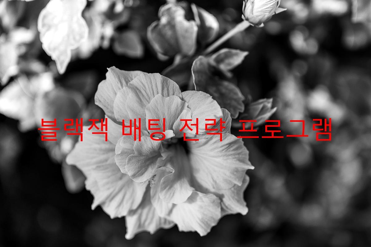 블랙잭 배팅 전략 프로그램