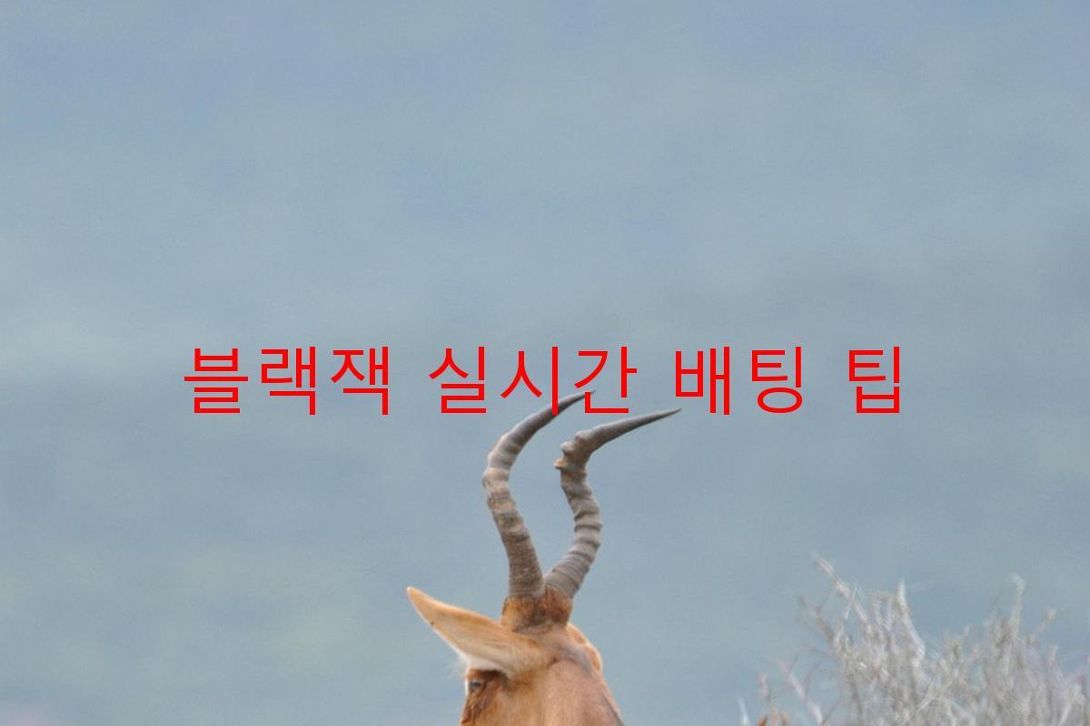 블랙잭 실시간 배팅 팁