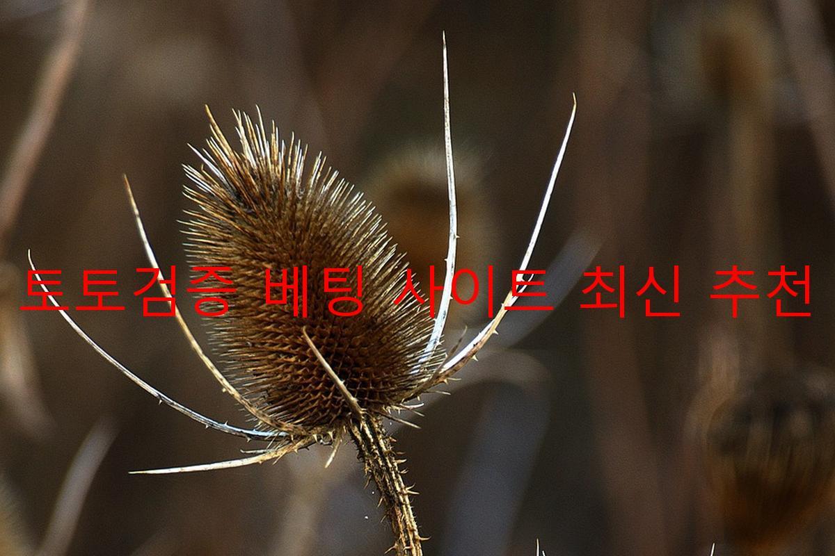 토토검증 베팅 사이트 최신 추천