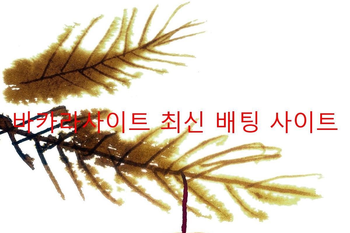 바카라사이트 최신 배팅 사이트