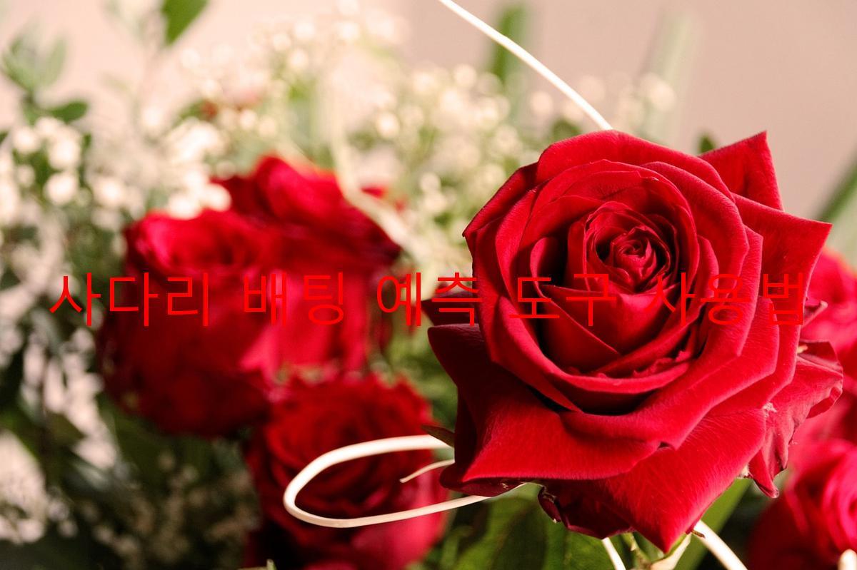 사다리 배팅 예측 도구 사용법